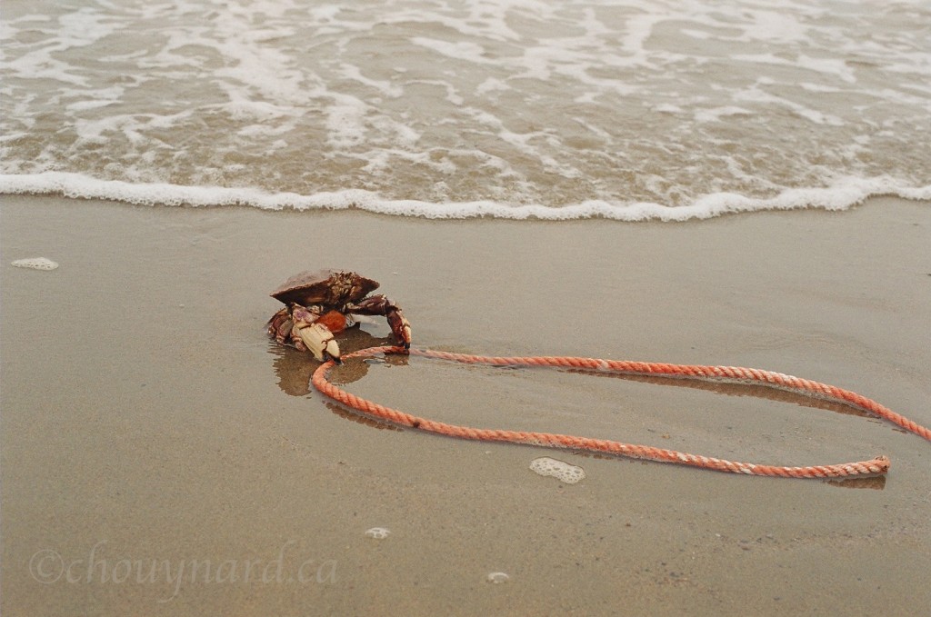 Petit crabe canadien de la baie de Fundy qui s’accroche désespérément à un cordage orange usagé